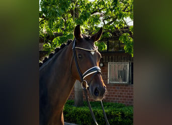 Oldenburg, Giumenta, 4 Anni, 166 cm, Baio scuro