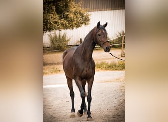 Oldenburg, Giumenta, 4 Anni, 166 cm, Baio scuro