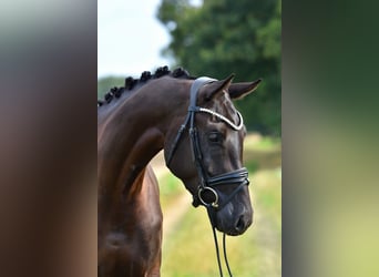 Oldenburg, Giumenta, 4 Anni, 166 cm, Morello