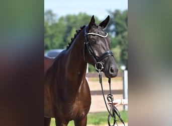 Oldenburg, Giumenta, 4 Anni, 166 cm, Morello