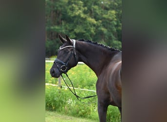 Oldenburg, Giumenta, 4 Anni, 166 cm, Morello