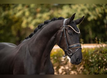 Oldenburg, Giumenta, 4 Anni, 166 cm, Morello