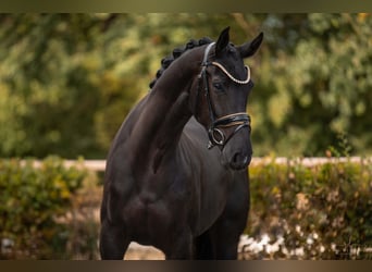 Oldenburg, Giumenta, 4 Anni, 166 cm, Morello