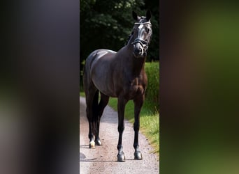Oldenburg, Giumenta, 4 Anni, 166 cm, Morello