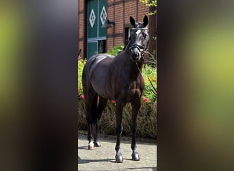 Oldenburg, Giumenta, 4 Anni, 166 cm, Morello
