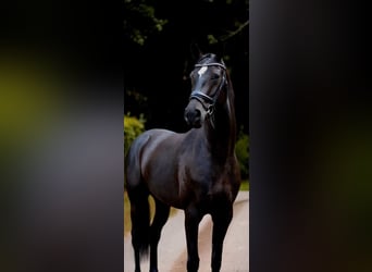 Oldenburg, Giumenta, 4 Anni, 166 cm, Morello