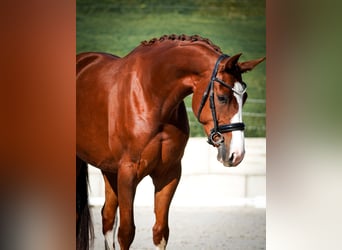 Oldenburg, Giumenta, 4 Anni, 166 cm, Sauro scuro