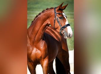 Oldenburg, Giumenta, 4 Anni, 166 cm, Sauro scuro