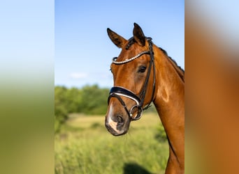 Oldenburg, Giumenta, 4 Anni, 167 cm, Baio