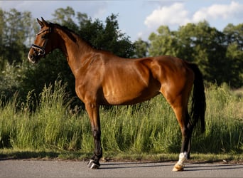 Oldenburg, Giumenta, 4 Anni, 167 cm, Baio