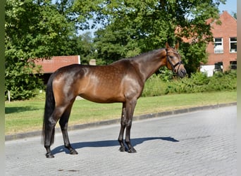 Oldenburg, Giumenta, 4 Anni, 167 cm, Baio