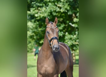 Oldenburg, Giumenta, 4 Anni, 167 cm, Baio
