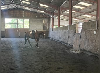 Oldenburg, Giumenta, 4 Anni, 167 cm, Baio scuro