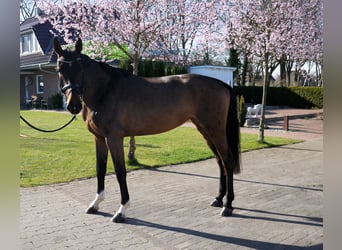 Oldenburg, Giumenta, 4 Anni, 167 cm, Baio scuro