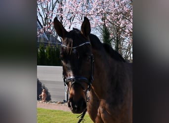 Oldenburg, Giumenta, 4 Anni, 167 cm, Baio scuro