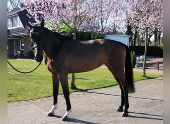 Oldenburg, Giumenta, 4 Anni, 167 cm, Baio scuro