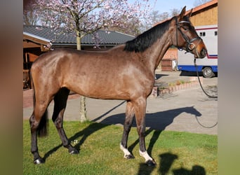 Oldenburg, Giumenta, 4 Anni, 167 cm, Baio scuro