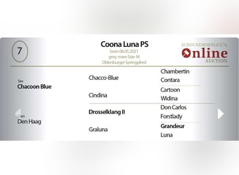 Oldenburg, Giumenta, 4 Anni, 167 cm, Grigio