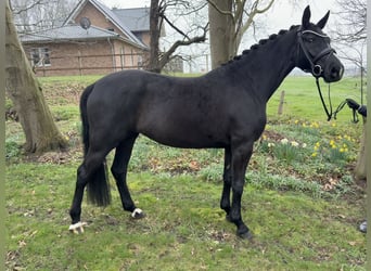 Oldenburg, Giumenta, 4 Anni, 167 cm, Morello