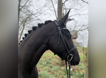 Oldenburg, Giumenta, 4 Anni, 167 cm, Morello