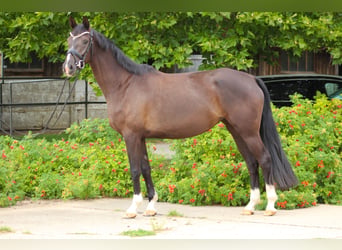 Oldenburg, Giumenta, 4 Anni, 167 cm, Morello