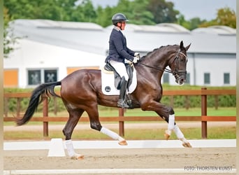 Oldenburg, Giumenta, 4 Anni, 167 cm, Morello