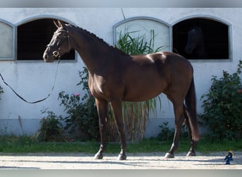 Oldenburg, Giumenta, 4 Anni, 167 cm, Morello