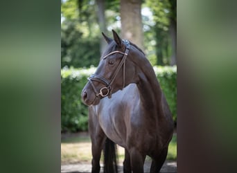 Oldenburg, Giumenta, 4 Anni, 167 cm, Morello