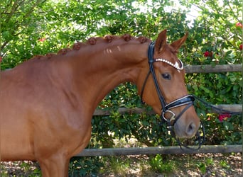 Oldenburg, Giumenta, 4 Anni, 167 cm, Sauro