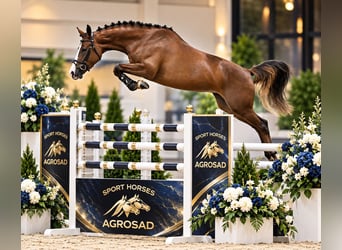 Oldenburg, Giumenta, 4 Anni, 167 cm, Sauro
