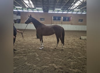 Oldenburg, Giumenta, 4 Anni, 167 cm, Sauro scuro