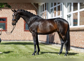 Oldenburg, Giumenta, 4 Anni, 168 cm, Baio