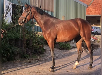 Oldenburg, Giumenta, 4 Anni, 168 cm, Baio