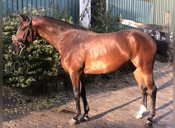 Oldenburg, Giumenta, 4 Anni, 168 cm, Baio