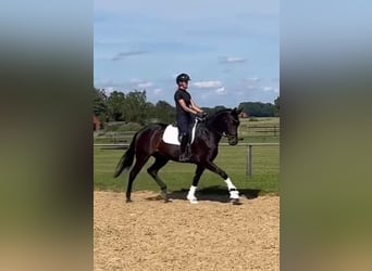 Oldenburg, Giumenta, 4 Anni, 168 cm, Baio nero