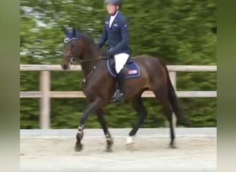 Oldenburg, Giumenta, 4 Anni, 168 cm, Baio nero