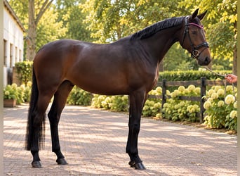 Oldenburg, Giumenta, 4 Anni, 168 cm, Baio scuro