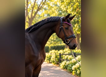 Oldenburg, Giumenta, 4 Anni, 168 cm, Baio scuro