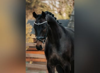 Oldenburg, Giumenta, 4 Anni, 168 cm, Baio scuro
