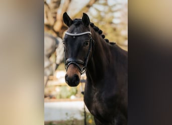 Oldenburg, Giumenta, 4 Anni, 168 cm, Baio scuro