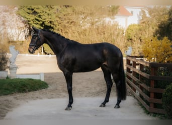 Oldenburg, Giumenta, 4 Anni, 168 cm, Baio scuro