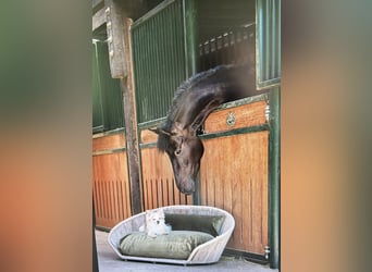 Oldenburg, Giumenta, 4 Anni, 168 cm, Baio scuro