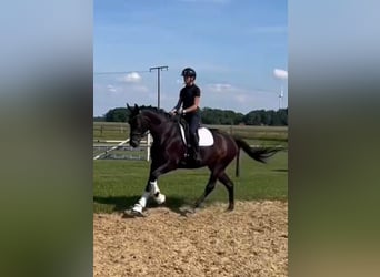 Oldenburg, Giumenta, 4 Anni, 168 cm, Morello