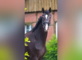 Oldenburg, Giumenta, 4 Anni, 168 cm, Morello