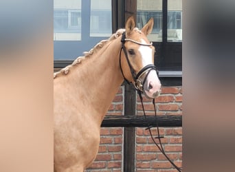 Oldenburg, Giumenta, 4 Anni, 168 cm, Palomino