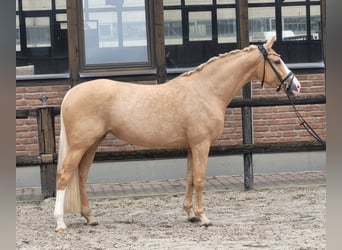 Oldenburg, Giumenta, 4 Anni, 168 cm, Palomino