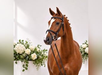 Oldenburg, Giumenta, 4 Anni, 168 cm, Sauro