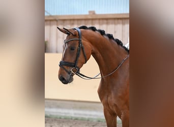 Oldenburg, Giumenta, 4 Anni, 169 cm, Baio