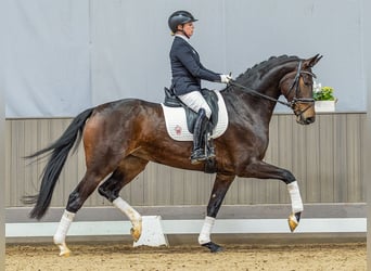 Oldenburg, Giumenta, 4 Anni, 169 cm, Baio
