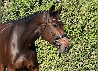 Oldenburg, Giumenta, 4 Anni, 169 cm, Baio